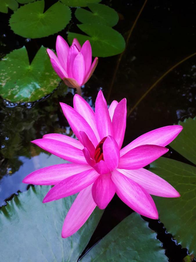 Sari Village Jungle Retreat ปันไตเจอนัง ภายนอก รูปภาพ